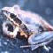 Broad-palmed Frog