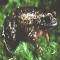 Nursery Frog